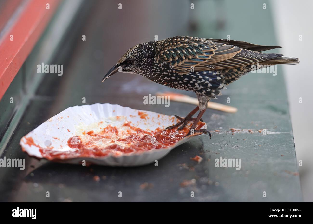 Star (Sturnus vulgaris), Reste von Pommes Frites, Ketchup, Schale, Berlín, Deutschland Foto de stock