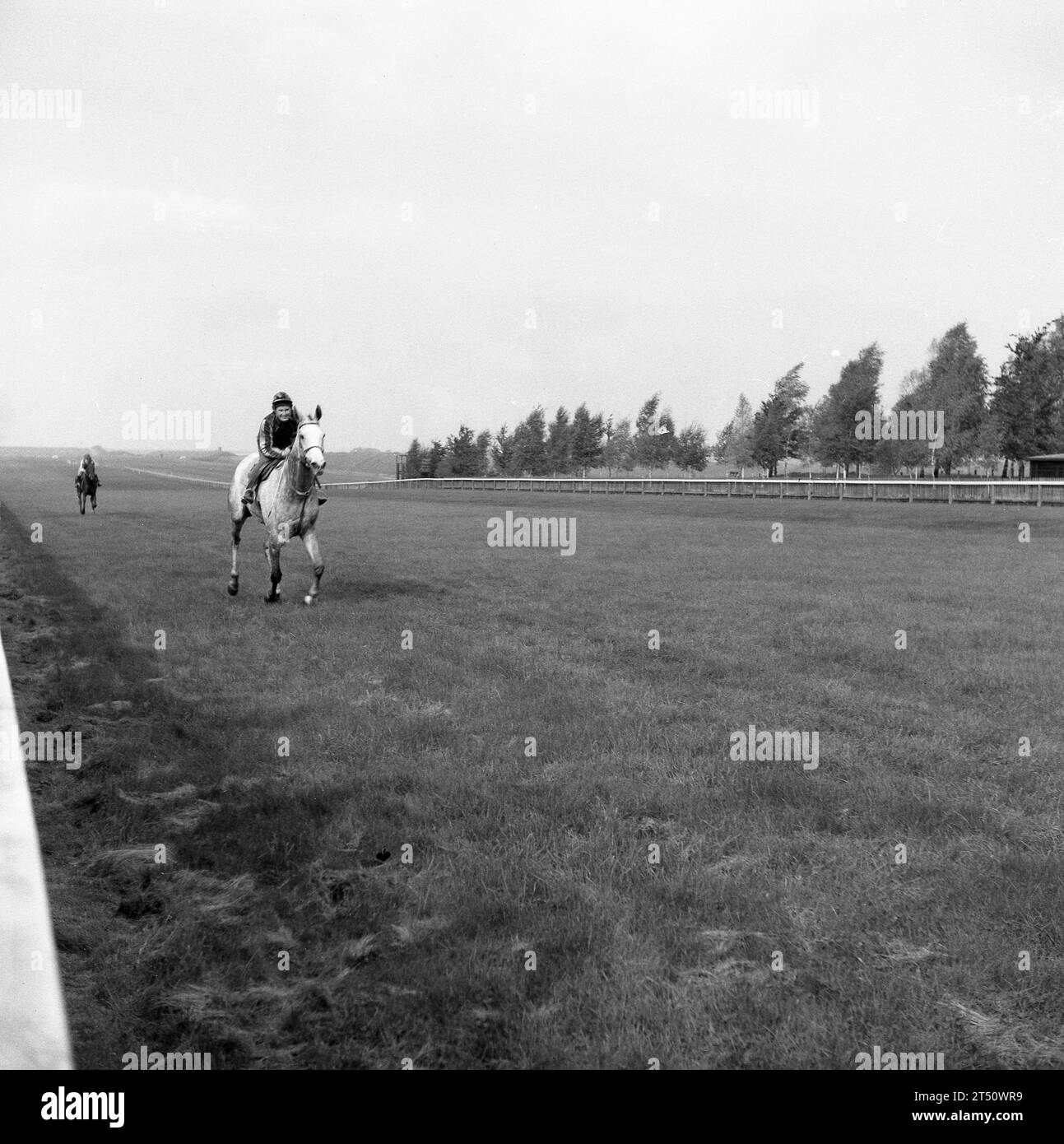 1950s, histórico, participando en el Cheveley Park Stakes, un caballo y jinete luchando en la recta de azadas, en el campo de Rowley Mile, uno de los dos hipódromos en Newmarket, Inglaterra, Reino Unido. La carrera se remonta a 1899 y el coronel Harry McCalmont, un entusiasta propietario de caballos de carrera, que había comprado la finca y la granja de pernos de Cheveley Park. Foto de stock