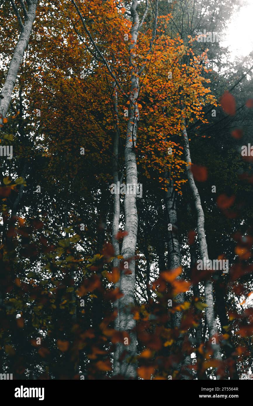 Vista épica de bajo ángulo de un árbol de haya con vibrantes hojas de naranja durante el otoño. Foto de stock