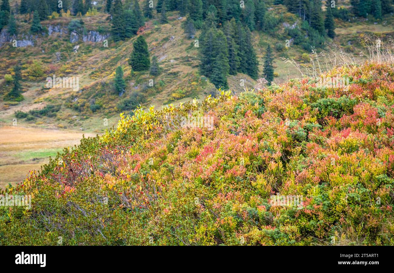 Coloridas plantas y flores en un paseo por el Kalbelesee en los Alpes en Austria Foto de stock