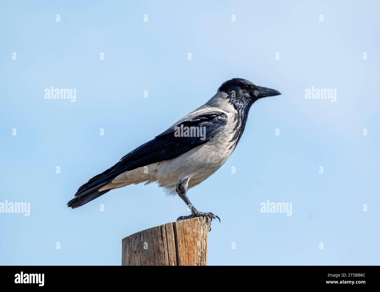 Cuervo encapuchado, Corvus corone, encaramado en un poste de telégrafo, Larnaca, Chipre Foto de stock