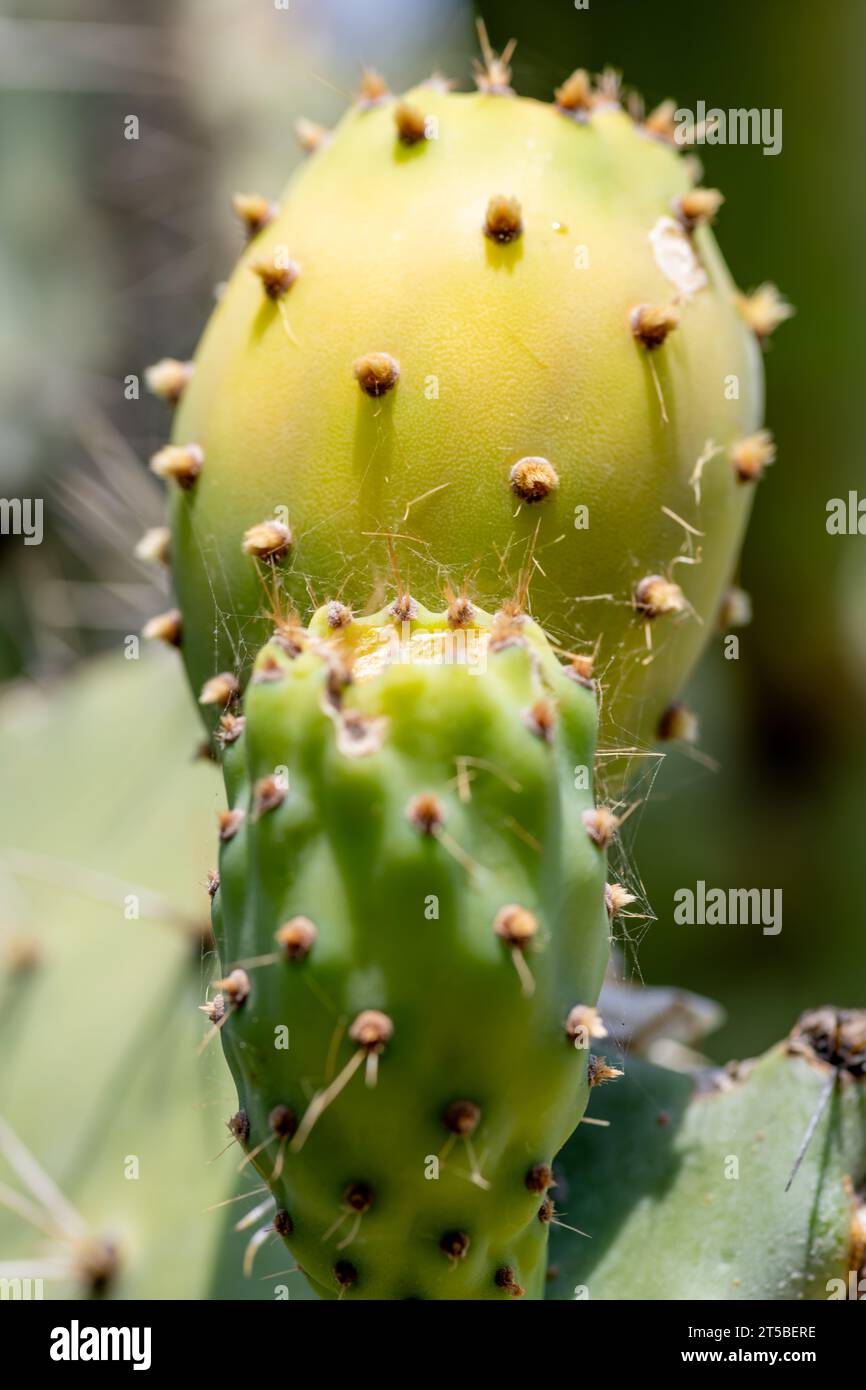 Primer plano de las peras espinosas maduras en la planta de cactus que muestra los pelos espinosos finos. Foto de stock