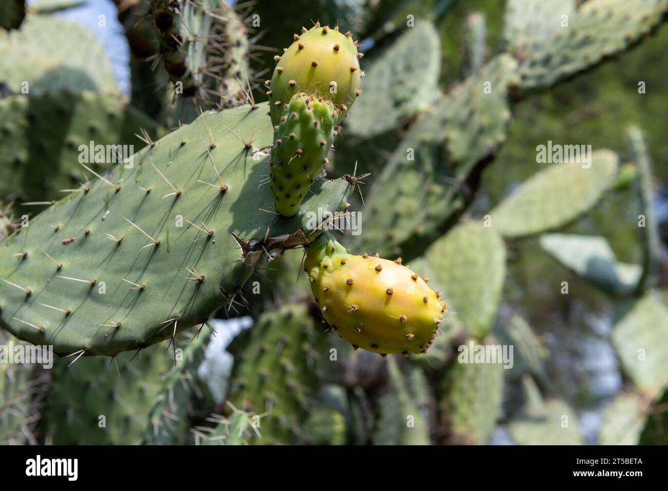 Peras maduras en la planta de cactus. Foto de stock