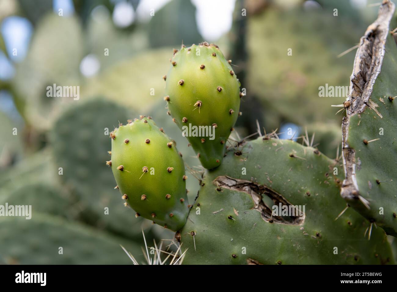 Peras espinosas verdes que crecen en la planta de cactus que muestran los pelos espinosos finos. Foto de stock