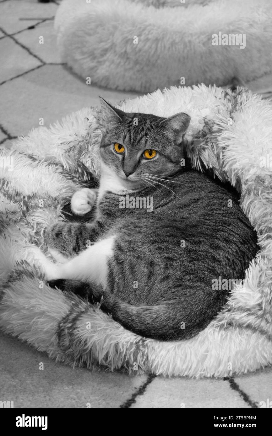 Gato doméstico de pelo corto, acostado en su cama de gato blanco y gris, mirando la vista. Foto de stock