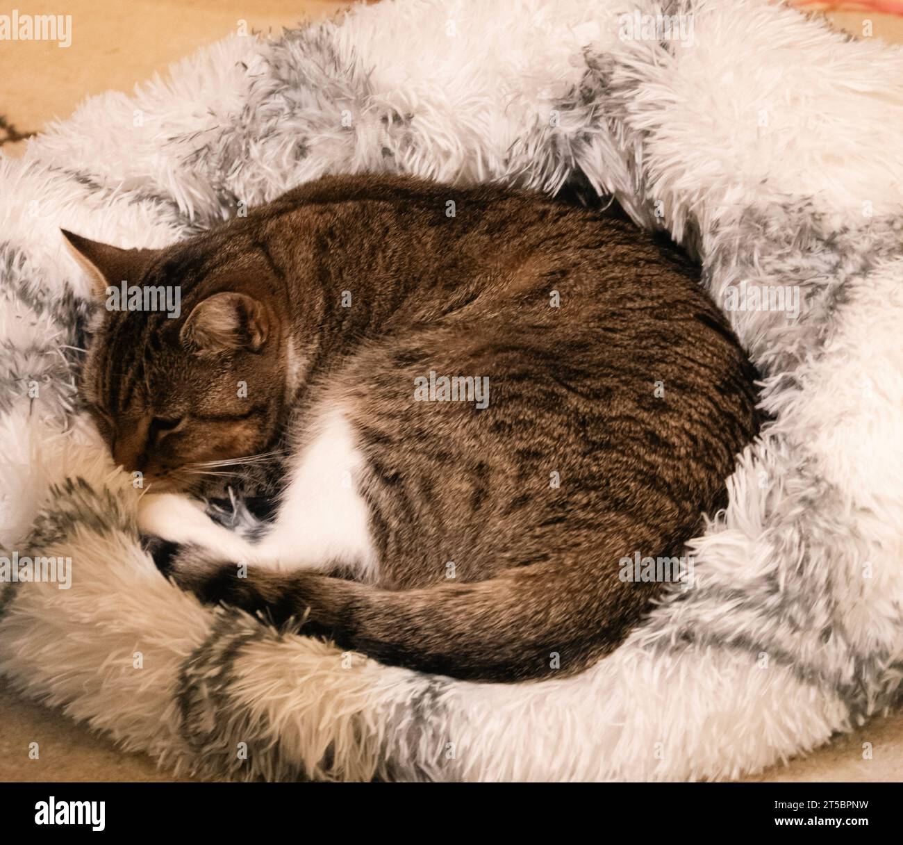 Gato doméstico de pelo corto, acostado en su cama de gato blanco y gris, tomando una siesta de gato. Foto de stock