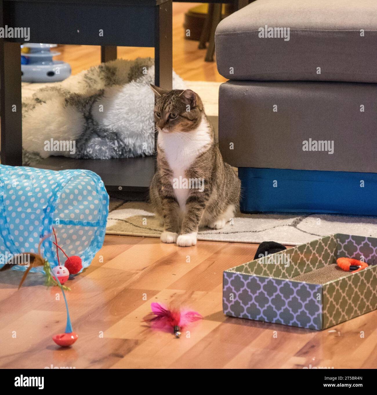 Un gato tabby doméstico de pelo corto sentado en el suelo, mirando juguetes esparcidos por la habitación. Foto de stock