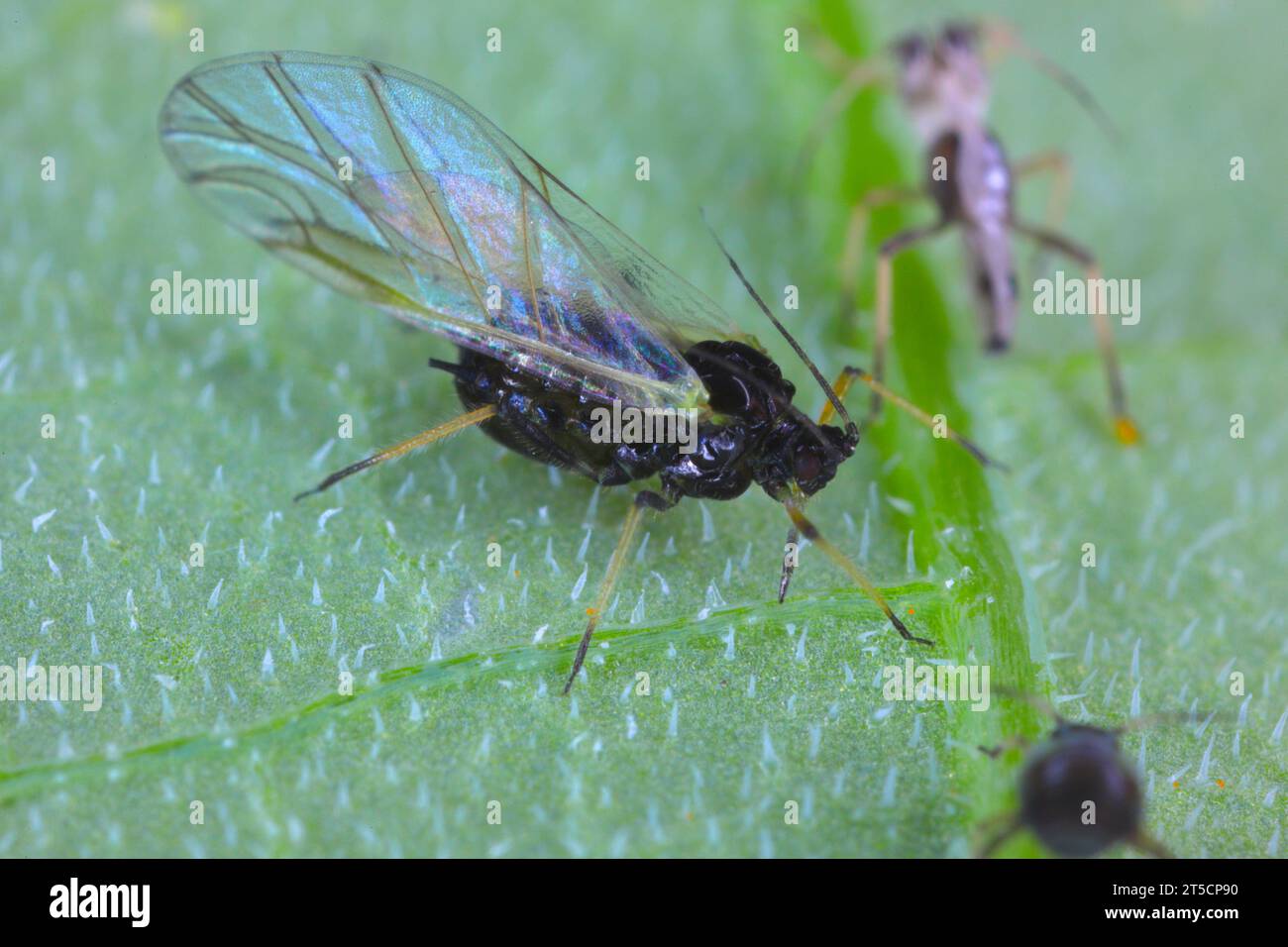 Una infestación de mosca negra (APHIS fabae) en la parte inferior de las hojas de una planta de calabaza Foto de stock