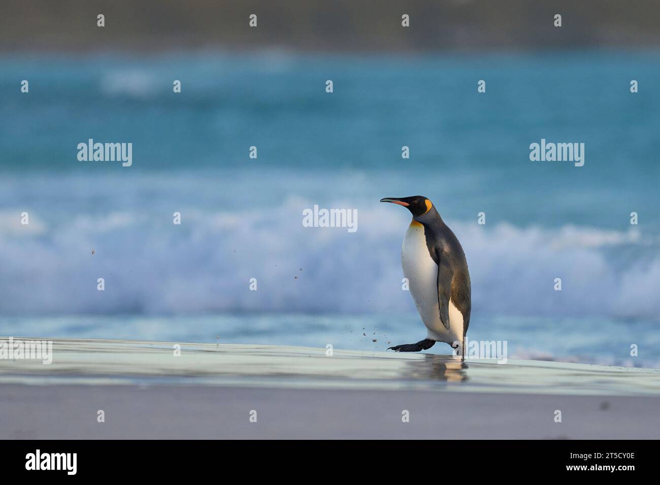 King Penguin (Aptenodytes patagonicus) que llega a tierra después de alimentarse en el mar en el punto de voluntariado en las Islas Malvinas. Foto de stock