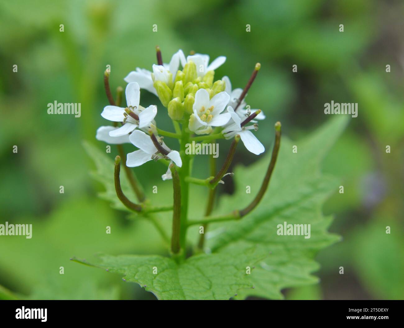 En la naturaleza crece una hierba bienal de mostaza de ajo (Alliaria petiolata) Foto de stock