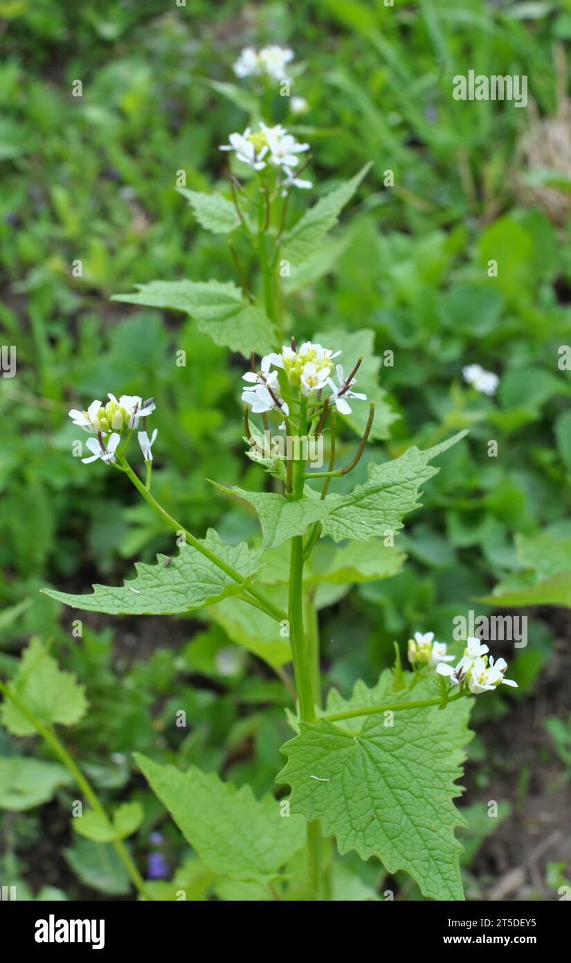 En la naturaleza crece una hierba bienal de mostaza de ajo (Alliaria petiolata) Foto de stock