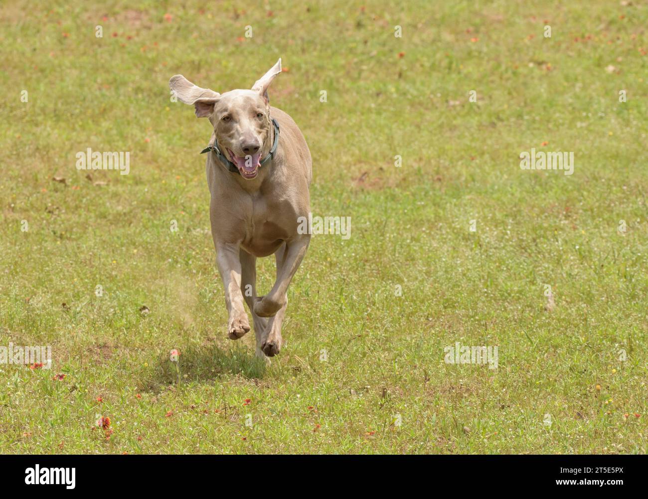Perro Weimaraner, con las orejas flotando, corriendo hacia el espectador en un campo verde de hierba en verano; con espacio de copia Foto de stock