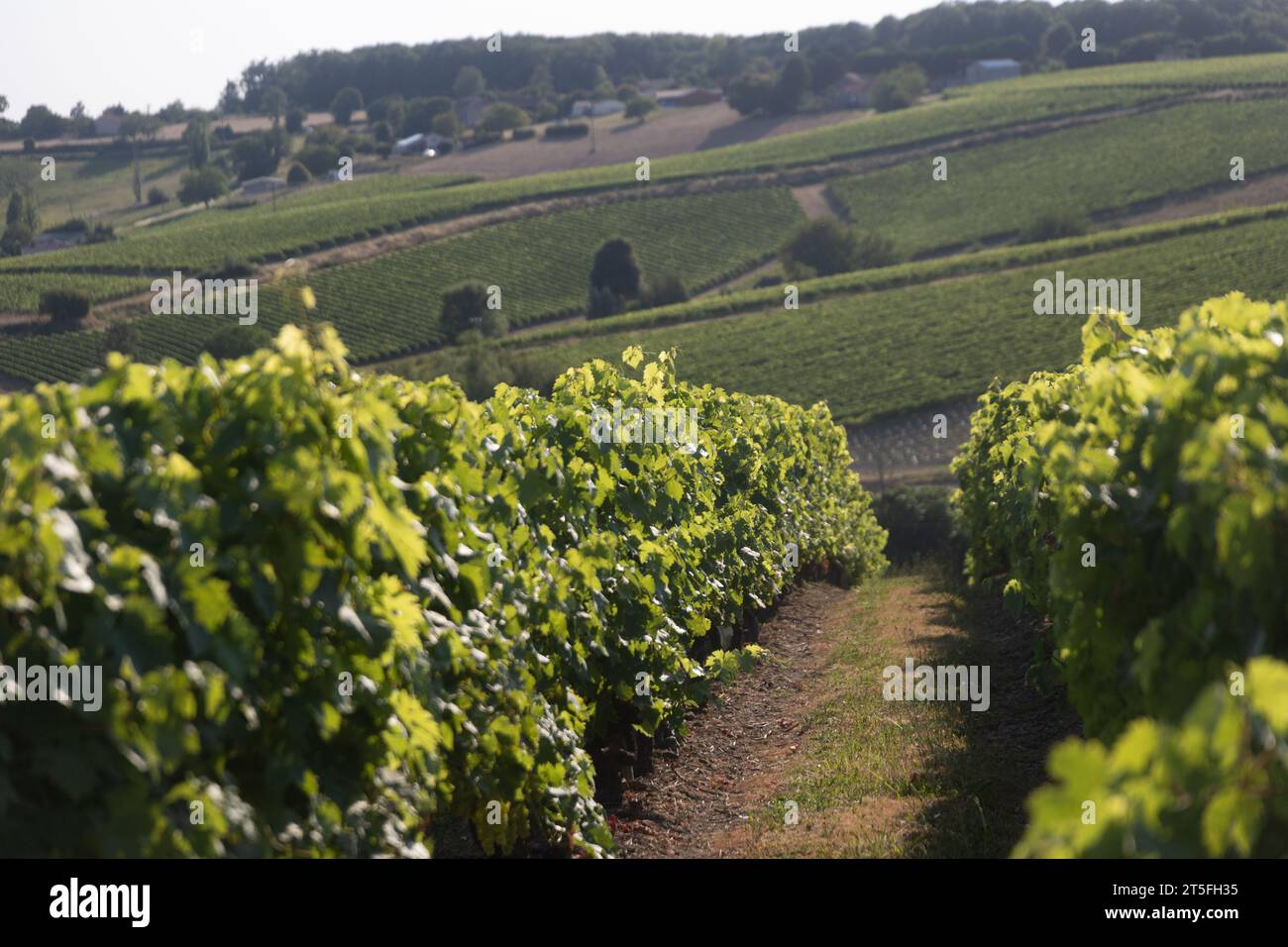 Vigne Raisin Cognac Foto de stock