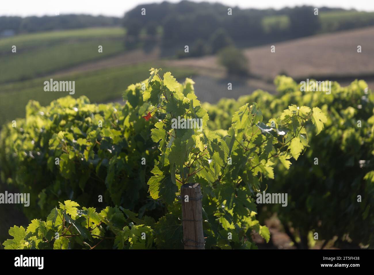 Vigne Raisin Cognac Foto de stock