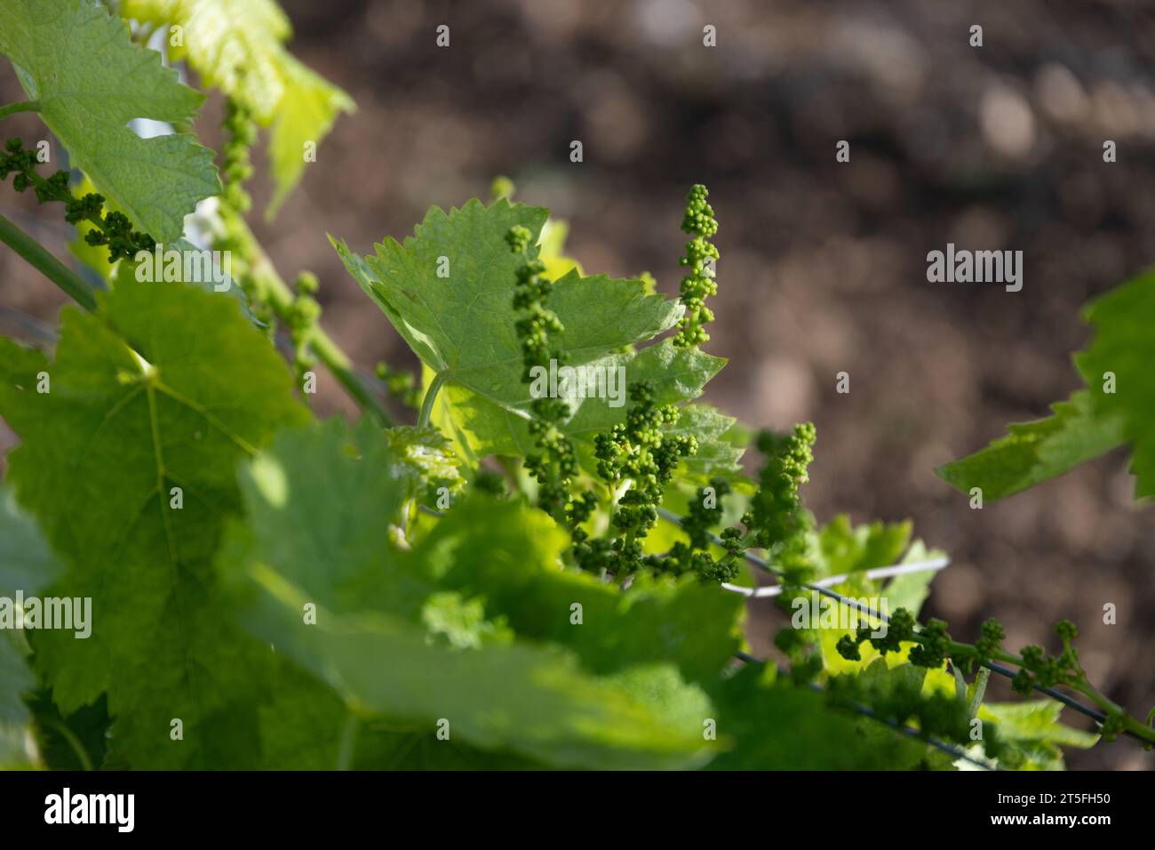 Vigne Raisin Cognac Foto de stock