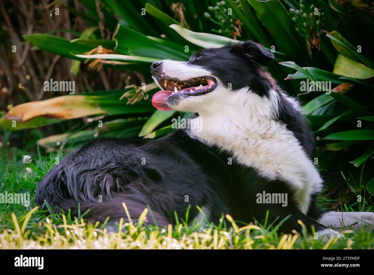 Retrato de un hermoso cachorro de Collie frontera acostado en la hierba en el jardín Foto de stock