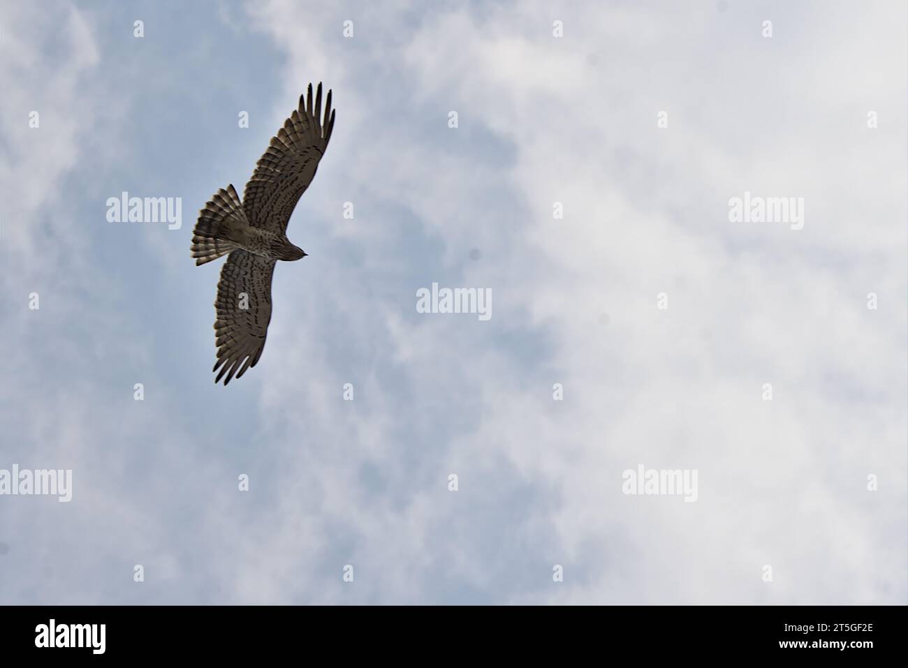 águila de serpiente de punta corta en vuelo con alas abiertas Foto de stock