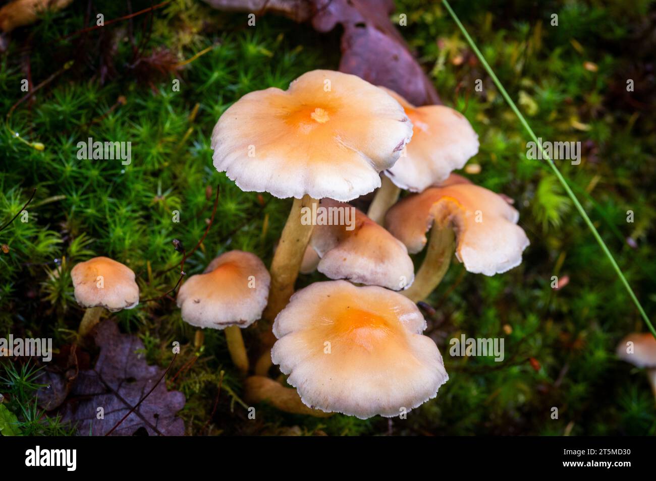 Hongos y hongos del Nuevo Bosque, Inglaterra Foto de stock