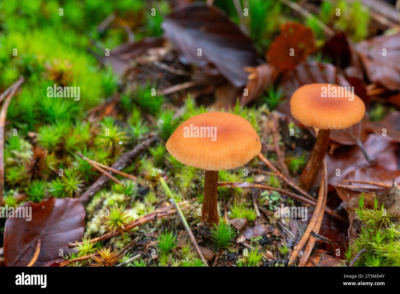 Hongos y hongos del Nuevo Bosque, Inglaterra Foto de stock