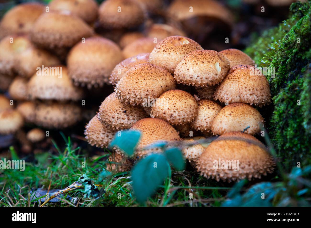 Setas de Scalycap shaggy en el Nuevo Bosque, Inglaterra - Pholiota squarrosa Foto de stock