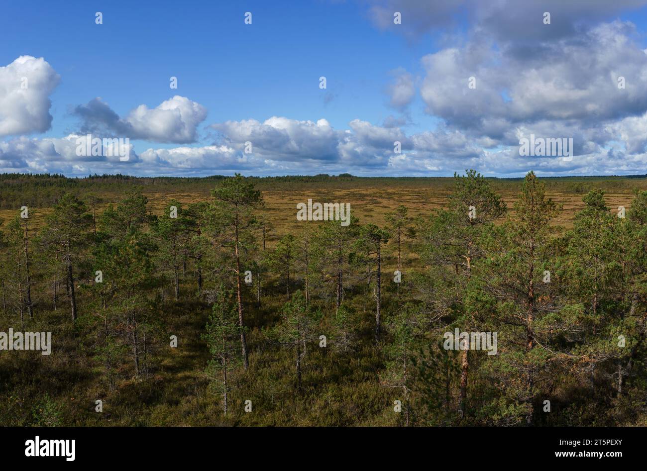 Vista desde la torre de observación hacia el pantano en el Parque Nacional Kurjenrahka, Finlandia. Foto de stock