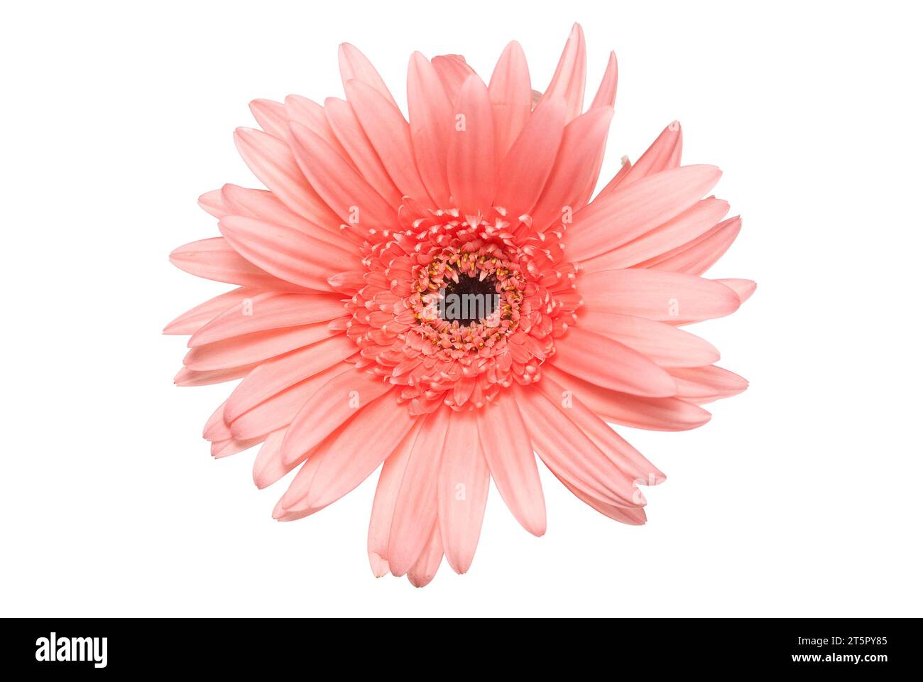 Pink gerbera flor aislado en blanco Foto de stock