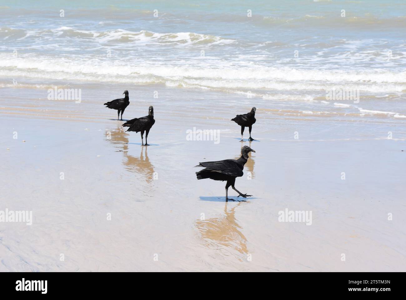 El buitre negro americano Coragyps atratus busca comida en una playa en Brasil Foto de stock
