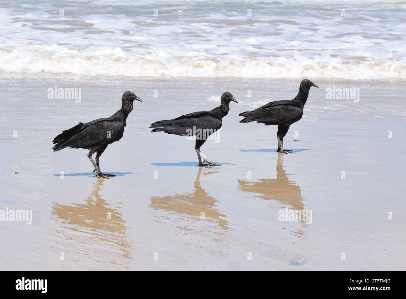 El buitre negro americano Coragyps atratus busca comida en una playa en Brasil Foto de stock