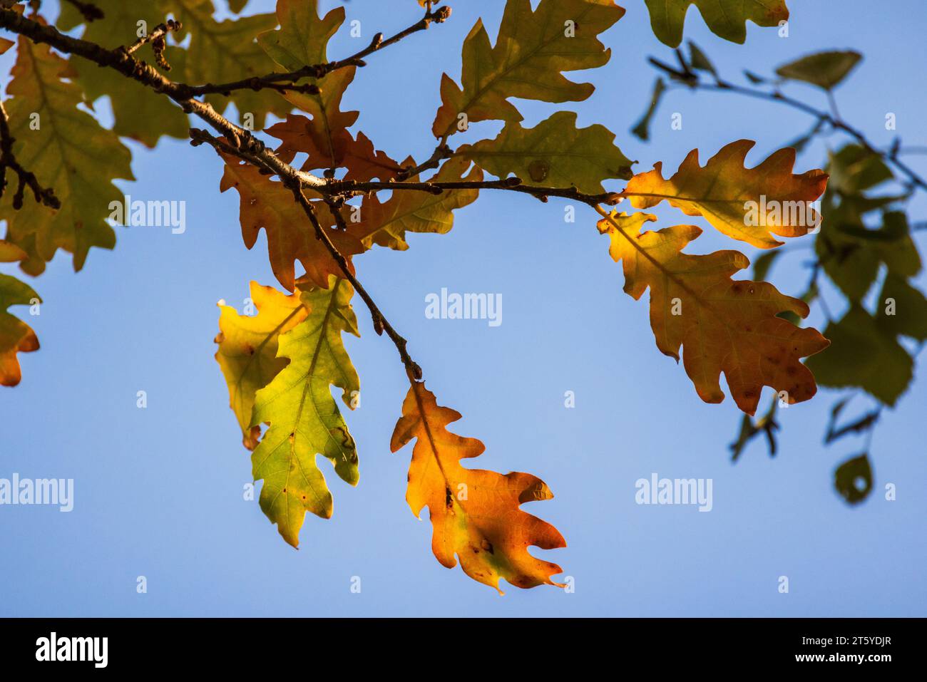 La rama del árbol de roble con hojas coloridas está bajo el cielo azul en la temporada de otoño, foto macro con enfoque selectivo Foto de stock