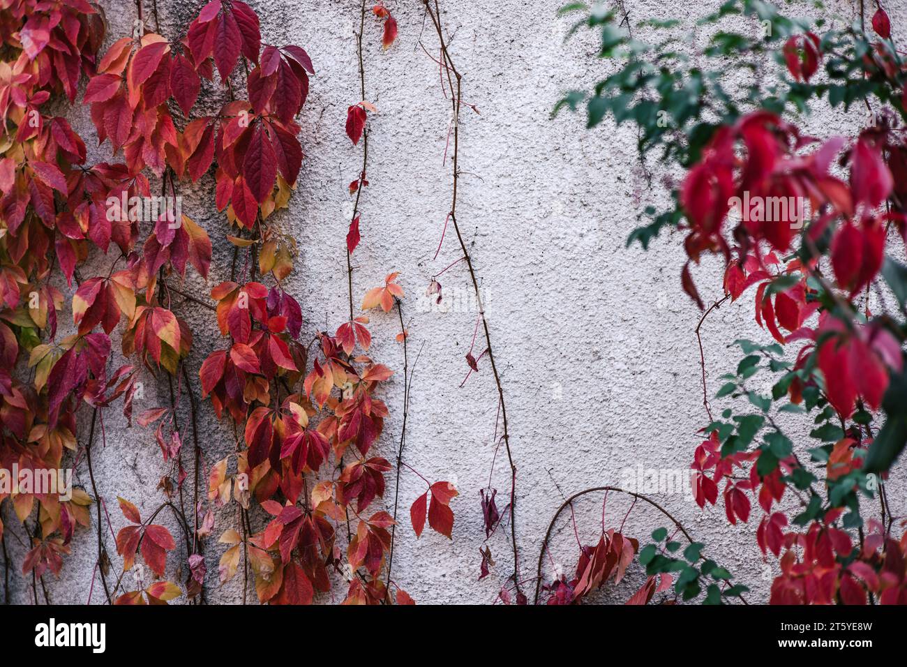 Fondo texturizado floral de otoño. Light Concrete Wall cubierto de naranjas rojas y hojas de hiedra verde Foto de stock
