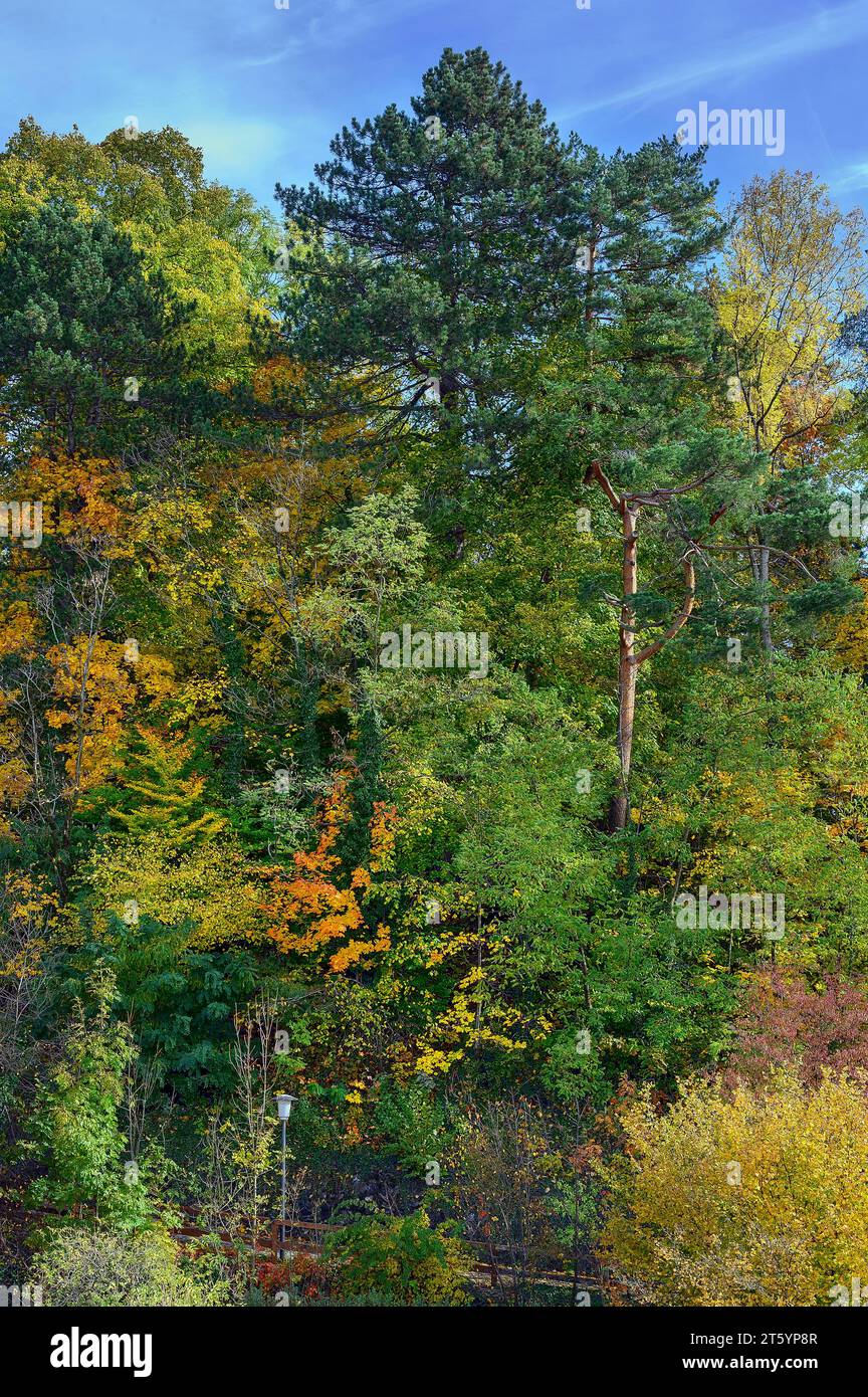 Bosque de otoño, Kempten, Allgaeu, Swabia, Baviera, Alemania Foto de stock