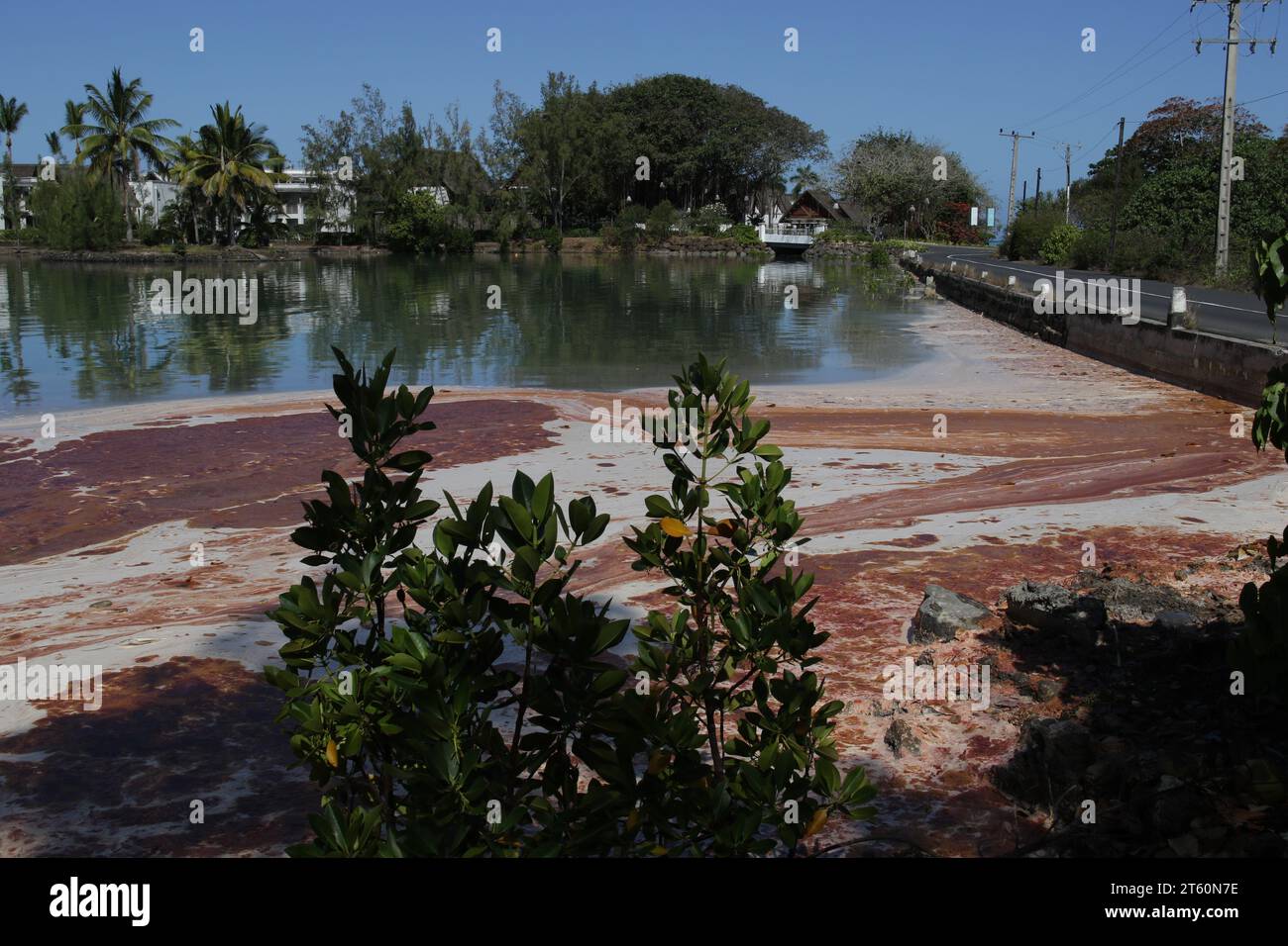 Como cada año en esta época, la reproducción de corales en la región Blue Bay-Pointe d'Esny-Mahébourg ofrece un hermoso espectáculo. Foto de stock