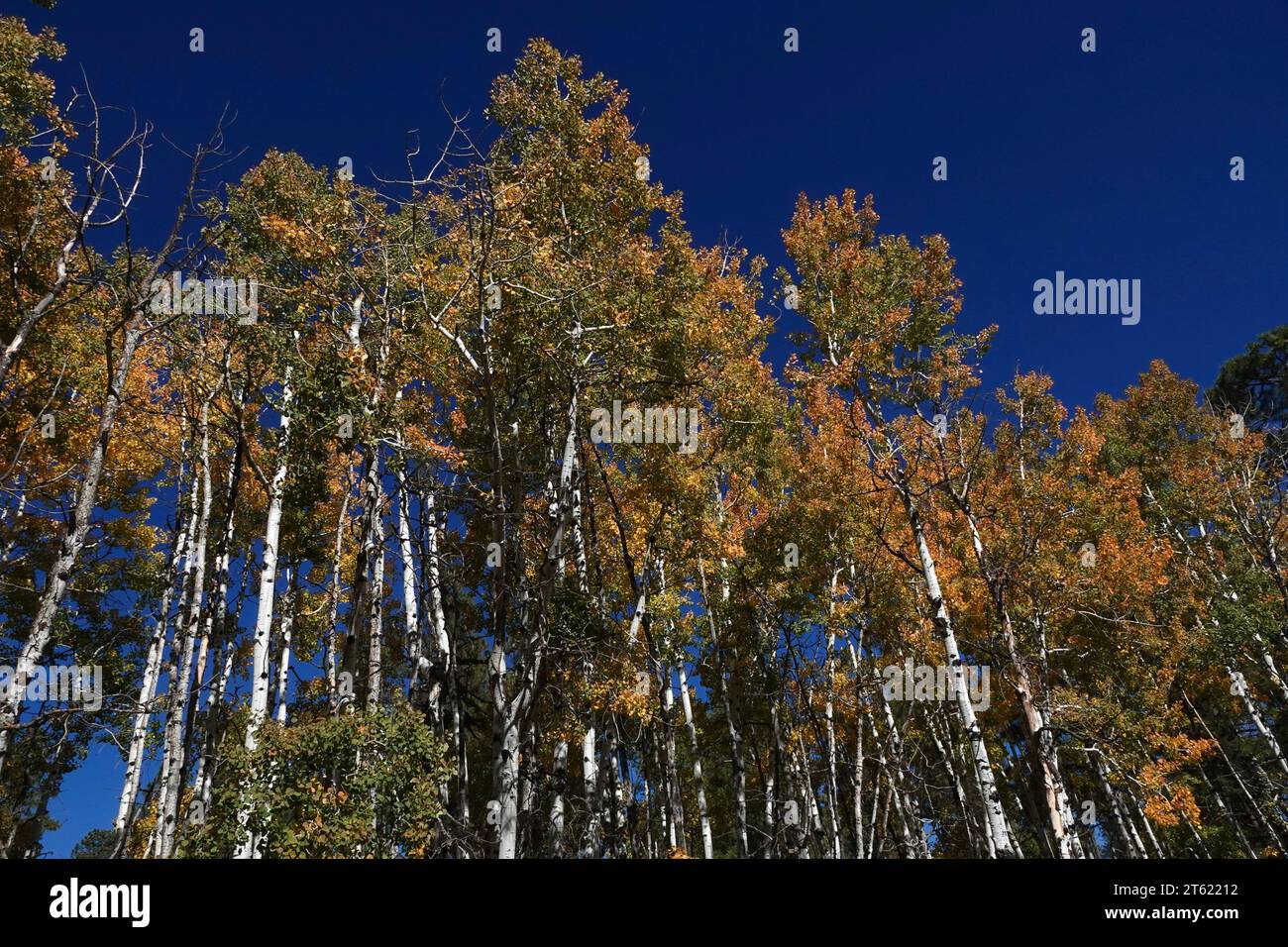 Un grupo de pinos ponderosa se vuelven amarillos durante el otoño a medida que cambian las estaciones Foto de stock