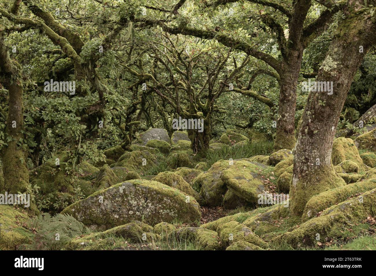 Wistman's Wood, Princetown, Dartmoor National Park, Devon Reino Unido Foto de stock