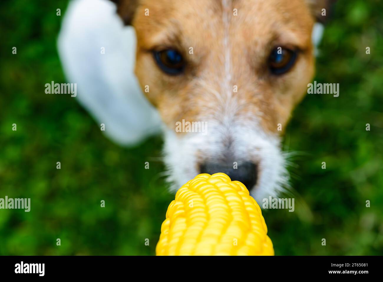 Concepto de perro y maíz. ¿Pueden los perros comer maíz? ¿El maíz es un