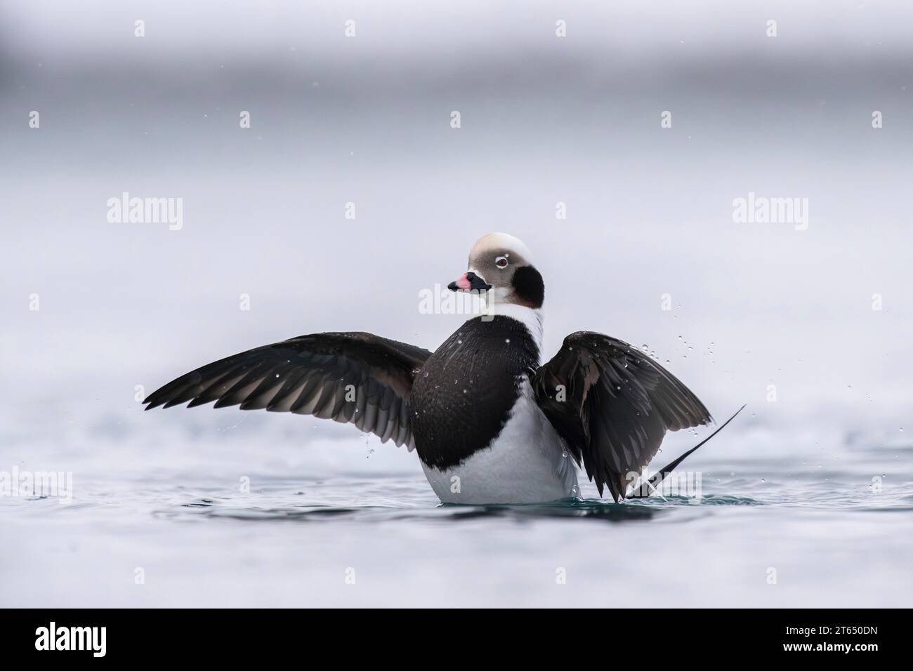 Pato de cola larga (clangula hyemalis), macho en plumaje espléndido con alas extendidas, Batsfjord, Batsfjord, Península de Varanger, Finnmark, Norte Foto de stock