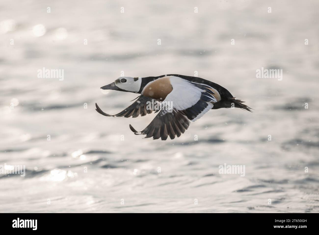 El eider de Steller (Polysticta stelleri), macho en vuelo, plumaje magnífico, Batsfjord, Batsfjord, península de Varanger, Finnmark, norte de Noruega Foto de stock