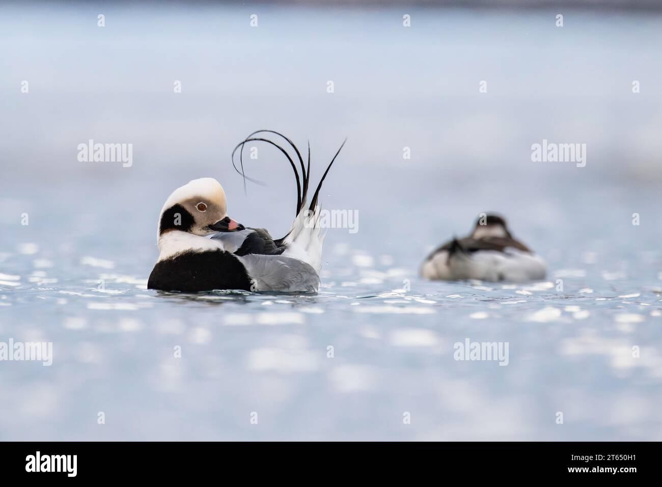 Pato de cola larga (clangula hyemalis), macho en plumaje esplendor durante el cuidado del plumaje, Batsfjord, Batsfjord, Península de Varanger, Finnmark, Norte Foto de stock