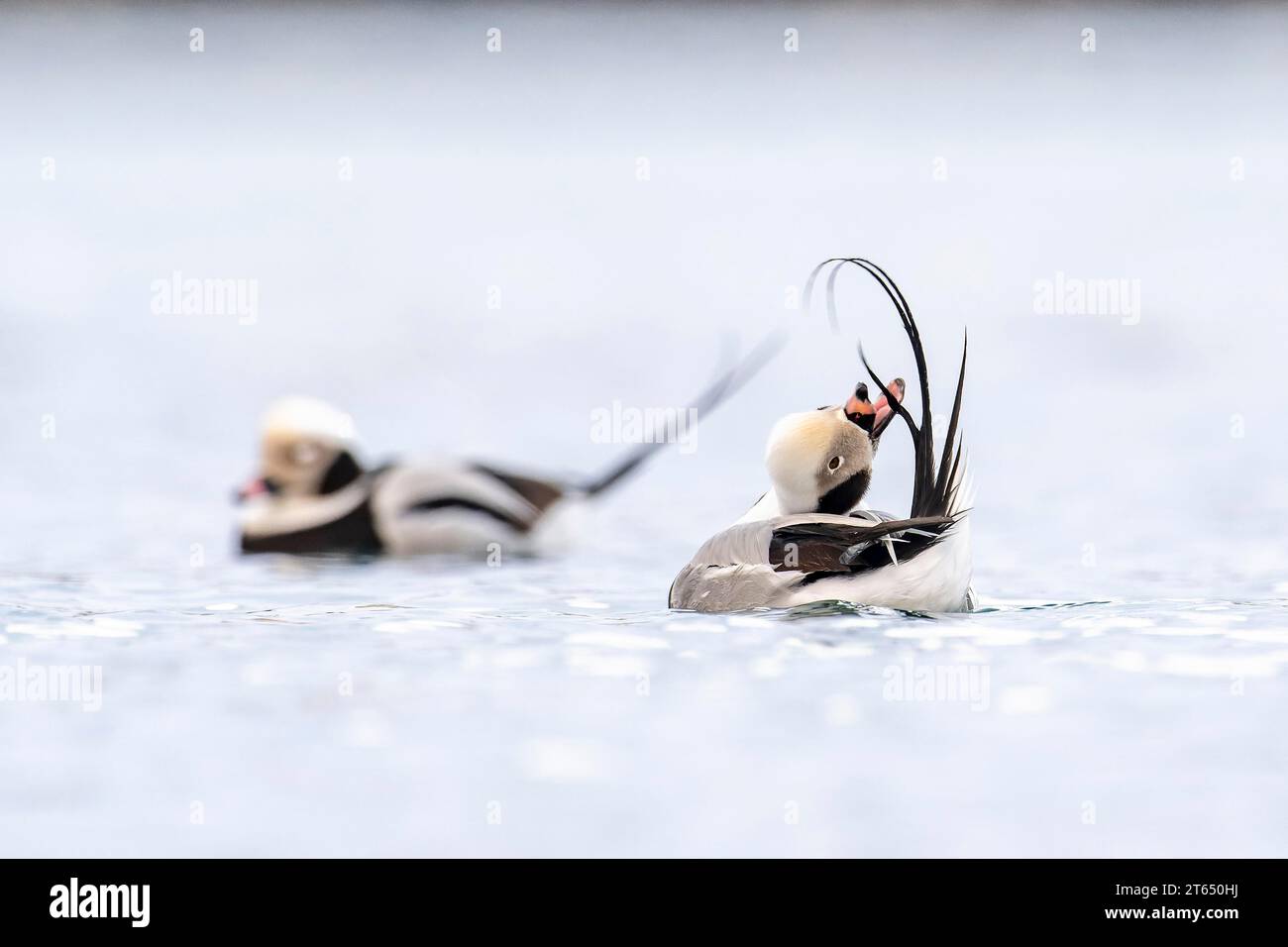 Pato de cola larga (clangula hyemalis), macho en plumaje esplendor durante el cuidado del plumaje, Batsfjord, Batsfjord, Península de Varanger, Finnmark, Norte Foto de stock