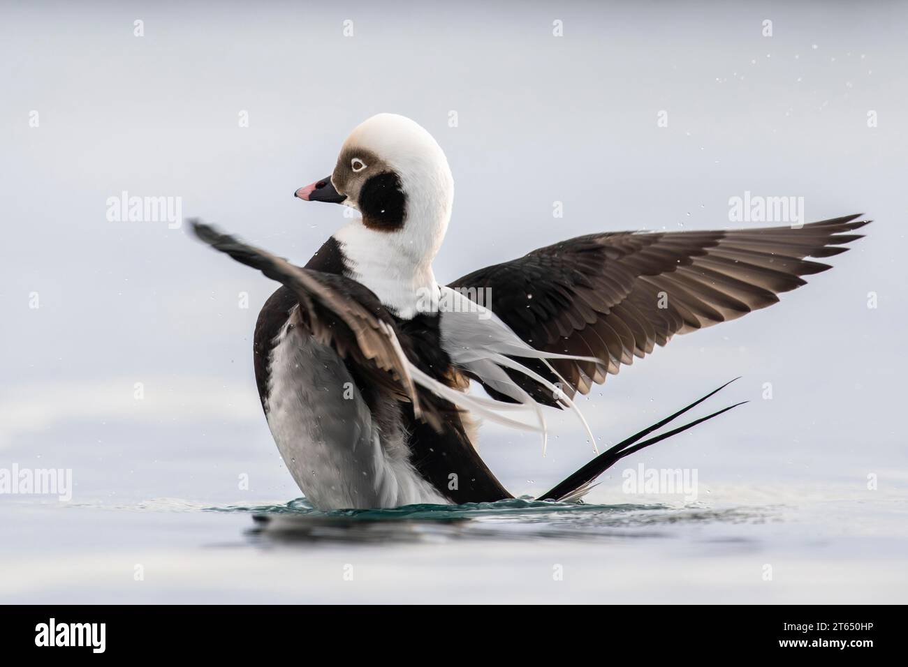 Pato de cola larga (clangula hyemalis), macho en plumaje espléndido con alas extendidas, Batsfjord, Batsfjord, Península de Varanger, Finnmark, Norte Foto de stock