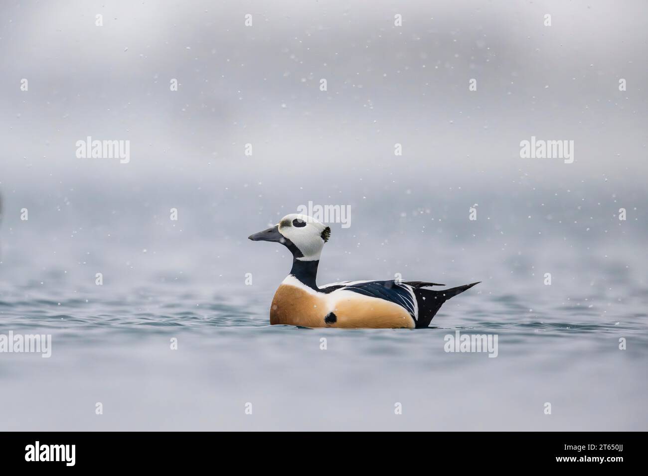 Eider de Steller (Polysticta stelleri), macho, plumaje espléndido, Batsfjord, Batsfjord, península de Varanger, Finnmark, norte de Noruega, Noruega Foto de stock