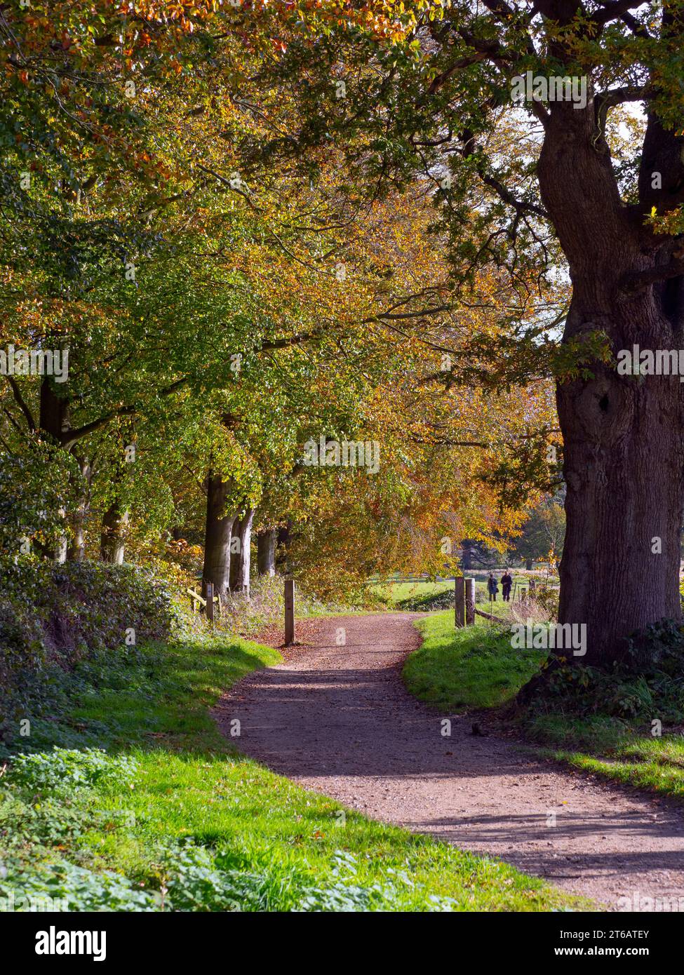 Beeches Fagus sylvatica en noviembre Blickling parque Norfolk Otoño Foto de stock