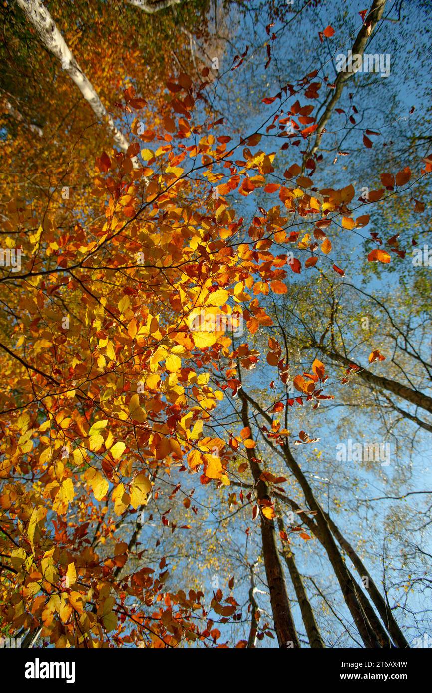 Beeches Fagus sylvatica en noviembre Blickling parque Norfolk Otoño Foto de stock