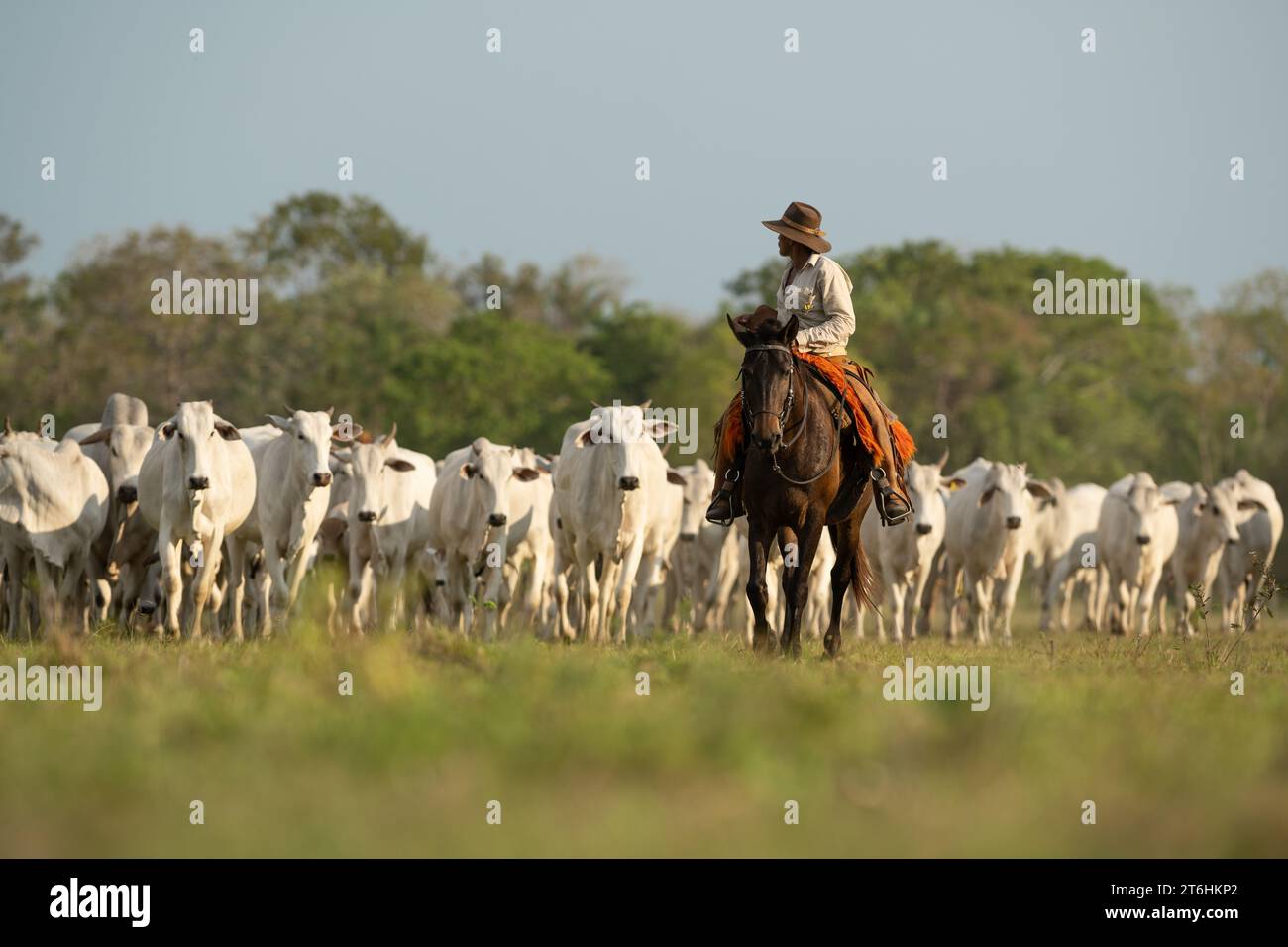Un vaquero Pantaneiro liderando una campaña de ganado a través del Pantanal de Brasil Foto de stock