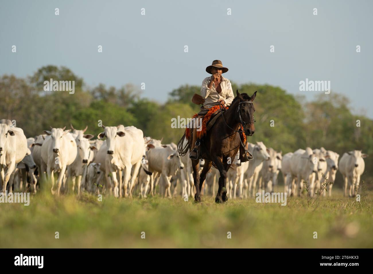 Un vaquero Pantaneiro liderando una campaña de ganado a través del Pantanal de Brasil Foto de stock
