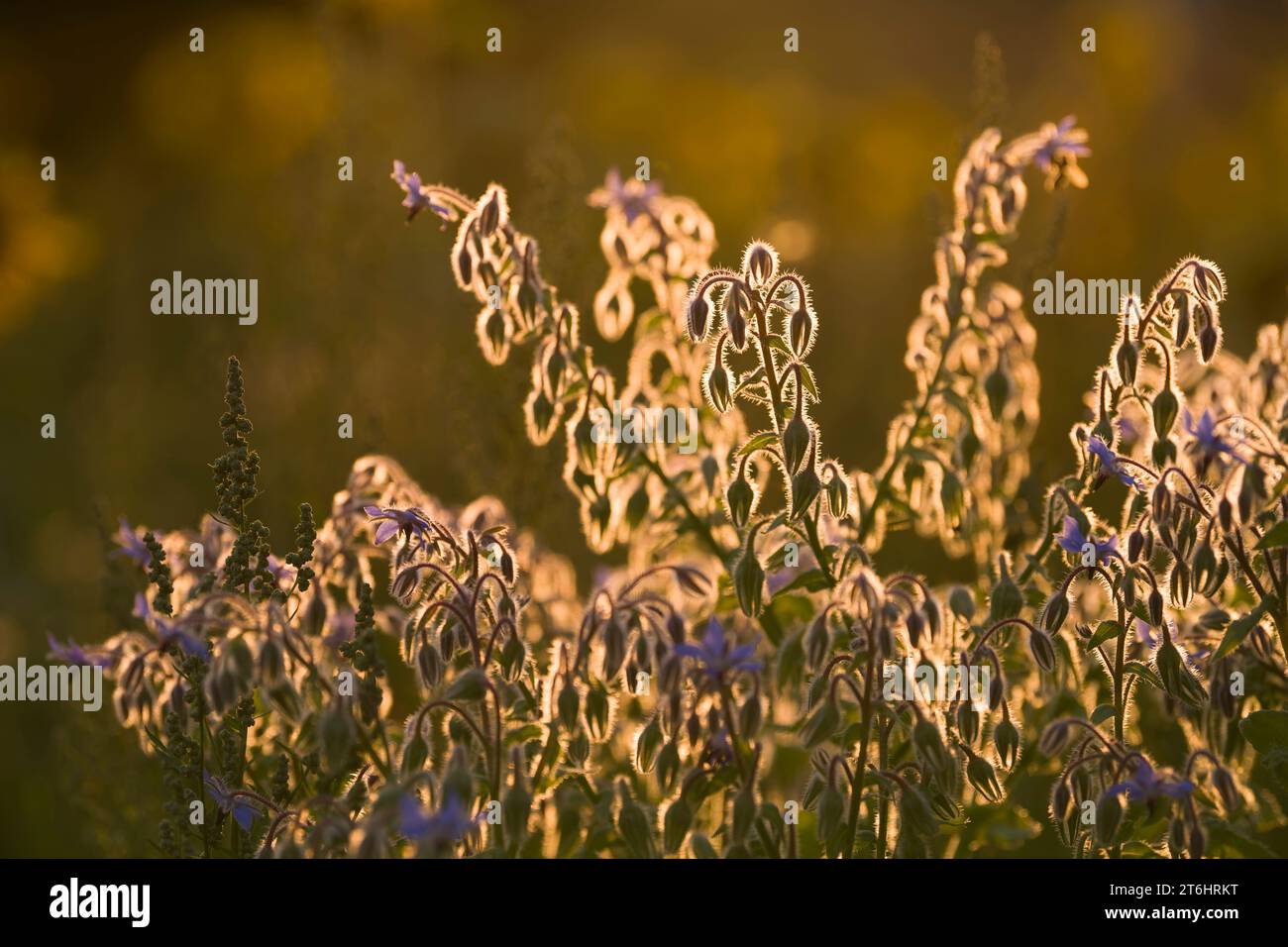 Borraja (Borago officinalis) En un campo, los tallos peludos y los brotes de flores brillan en la luz de fondo, luz de la noche, Alemania Foto de stock