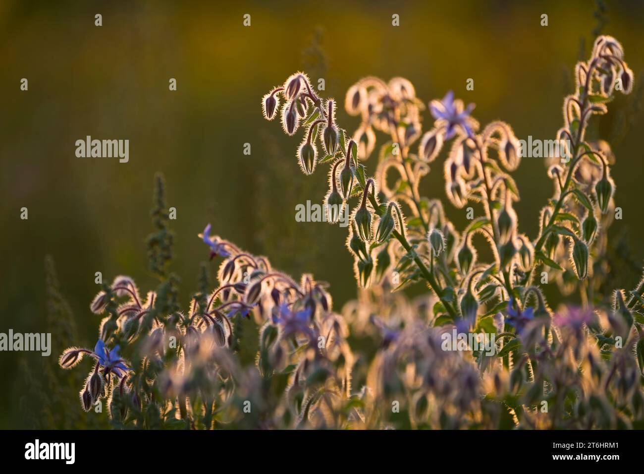 Borraja (Borago officinalis) En un campo, los tallos peludos y los brotes de flores brillan en la luz de fondo, luz de la noche, Alemania Foto de stock