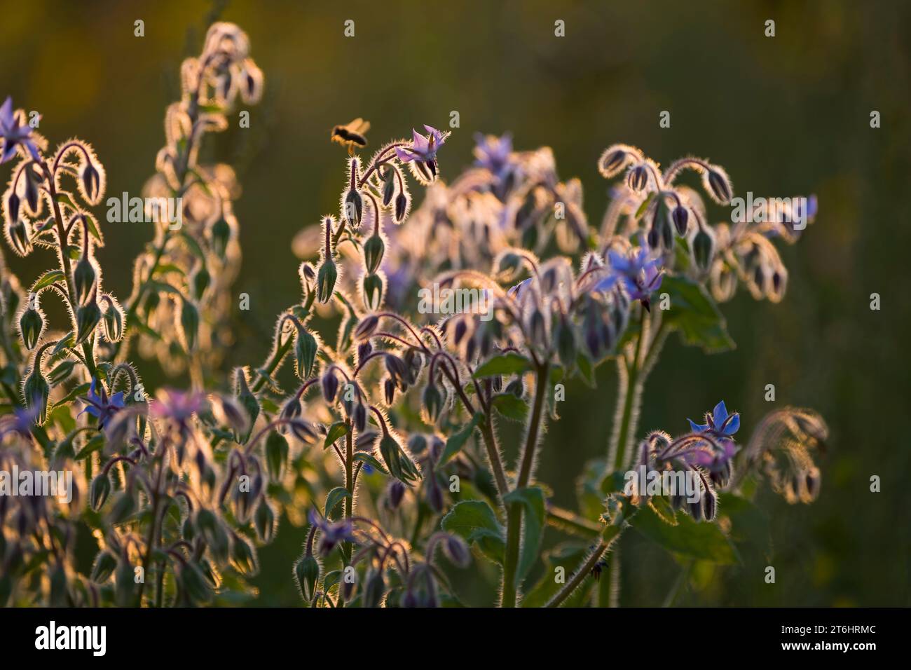 Borraja (Borago officinalis) En un campo, los tallos peludos y los brotes de flores brillan en la luz de fondo, luz de la noche, Alemania Foto de stock