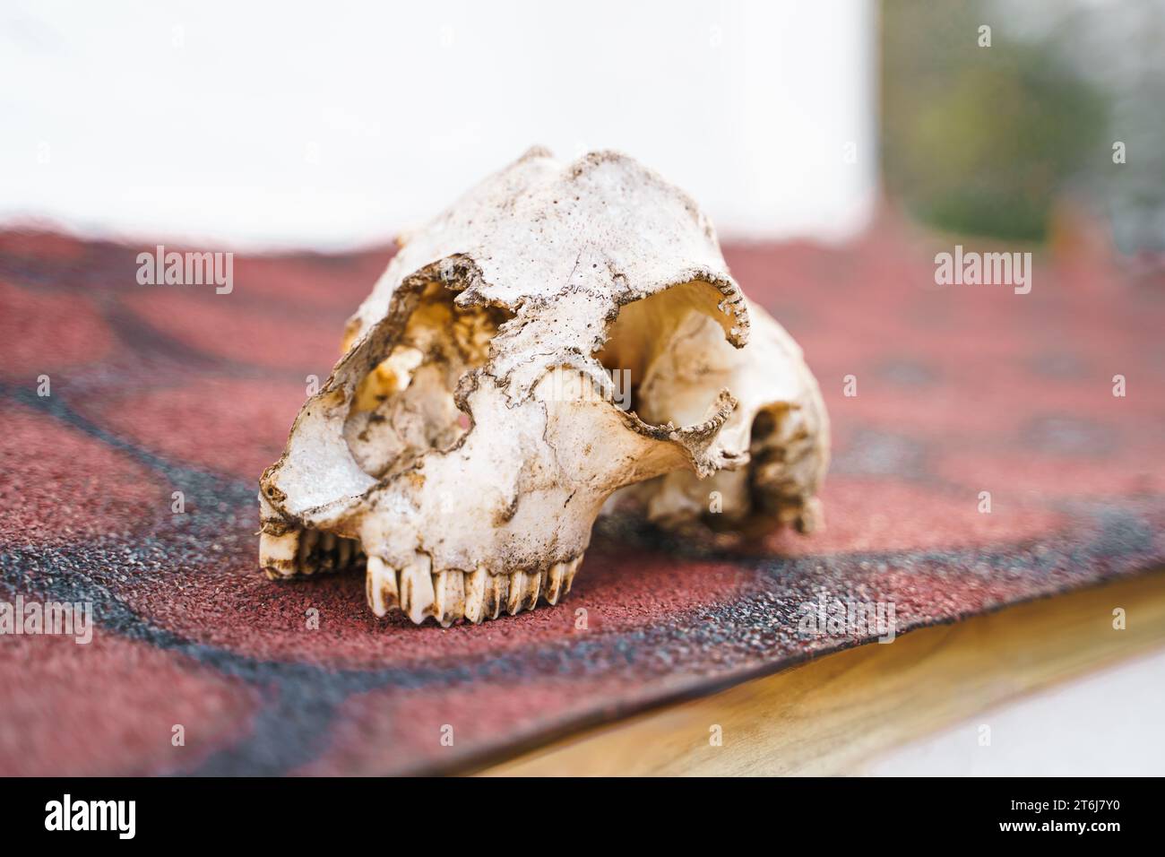 Cráneo de animal sin hogar, perro sobreviviente. Cabeza de hueso esqueleto con dientes en la calle del pueblo, ciudad vieja. Muertos callejeros, criaturas abandonadas. La muerte, triste, lon Foto de stock