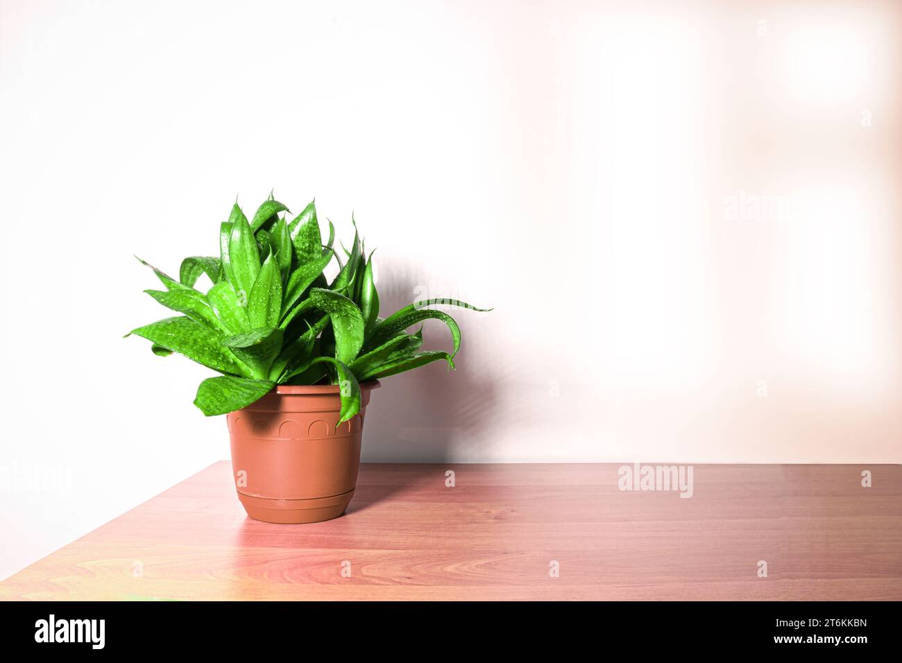 Sansevieria Hahnii - planta de interior en una mesa de madera contra una pared ligera Foto de stock